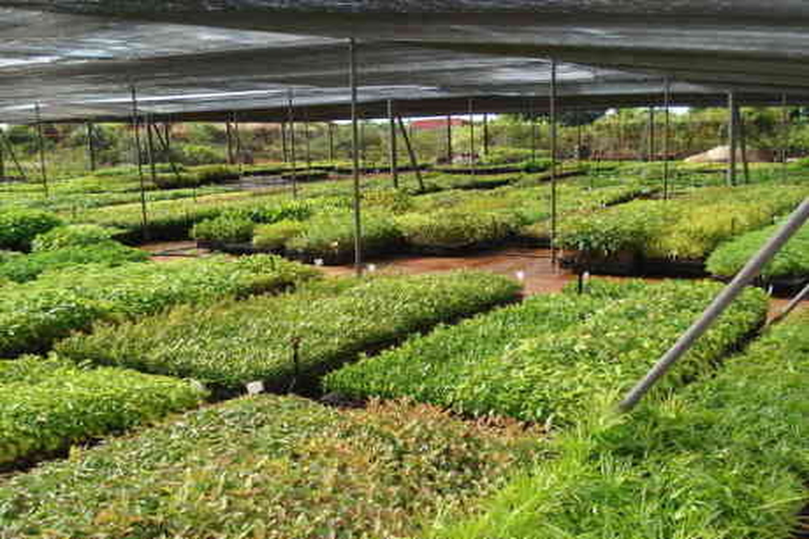 Produção de mudas no viveiro da Viverde Ambiental